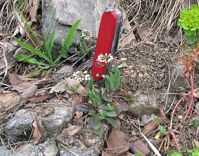 Microthlaspi perfoliatum (=Thlaspi perfoliatum ) / Erba storna perfogliata
